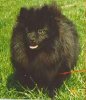 Von-Spitzie's Izamia Black Beauty