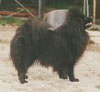 Pienenpolun Fiona