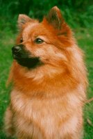 Tempore Brigitte Bardot